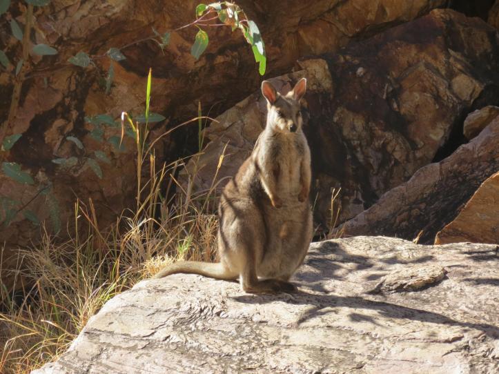 Didn't see much wild life but this wallaby was part of a small group at Ormiston Gorge