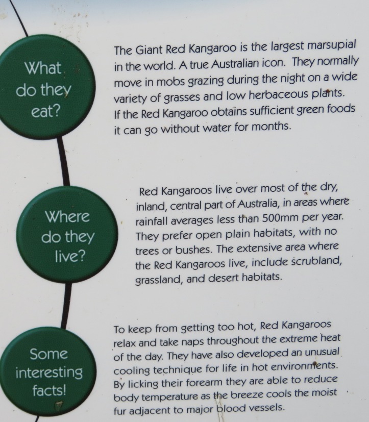 kangaroo facts